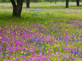 Field of Texas Blue Bonnets, Phlox and Oak Trees, Devine, Texas, USA Photographic Print by Darrell Gulin
