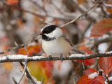 Adult Black-capped Chickadee in Snow, Grand Teton National Park, Wyoming, USA Photographic Print by Rolf Nussbaumer