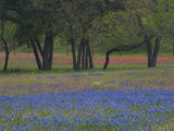 Texas Blue Bonnets and Oak Trees, Nixon, Texas, USA Photographic Print by Darrell Gulin