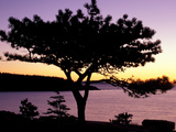 Pitch Pine, Ocean Drive at Sunrise, Acadia National Park, Maine, USA Photographic Print by Jerry & Marcy Monkman