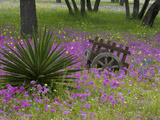 Wooden Cart in Field of Phlox, Blue Bonnets, and Oak Trees, Near Devine, Texas, USA Photographie par Darrell Gulin