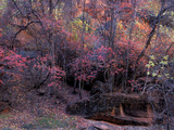 Fall Color in Zion National Park, Utah, USA Photographie par Diane Johnson