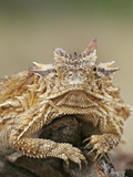 Horned Lizard or Toad Rests on Tree Stump, Cozad Ranch, Linn, Texas, USA Fotografie-Druck von Arthur Morris
