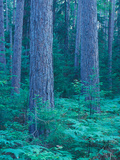Red Pines in the Cathedral Pines Natural Area, Eustis, Maine, USA Reprodukcja zdjęcia autor Jerry & Marcy Monkman Red Pines in the Cathedral Pines Natural Area, Eustis, Maine, USA Reprodukcja zdjęcia autor Jerry & Marcy Monkman