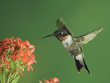 Ruby-Throated Hummingbird in Flight Feeding on Kalanchoe Flower, New Braunfels, Texas, USA Photographic Print by Rolf Nussbaumer