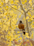 Male American Robin in Aspen Tree, Grand Teton National Park, Wyoming, USA Photographie par Rolf Nussbaumer