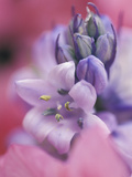 Hyacynth Close-up, Pennsylvania, USA Photographie par Nancy Rotenberg