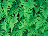 Northern Beech Fern, Adirondack Park, Mt. Marcy, New York, USA Photographic Print by Jerry & Marcy Monkman