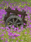 Wooden Cart in Field of Phlox, Blue Bonnets, and Oak Trees, Near Devine, Texas, USA Photographie par Darrell Gulin