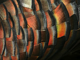 Wild Turkey Feather Close-up, Las Colmenas Ranch, Hidalgo County, Texas, USA Photographic Print by Arthur Morris