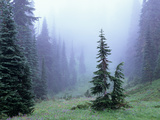 Fir Trees and Fog, Mt. Rainier National Park, Washington, USA Photographic Print by Jamie & Judy Wild