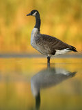 Portrait of Canada Goose Standing in Water, Queens, New York City, New York, USA Photographic Print by Arthur Morris