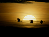 Silhouettes of Sandhill Cranes, Bosque Del Apache National Wildlife Reserve, New Mexico, USA Photographie par Arthur Morris