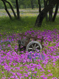 Wooden Cart in Field of Phlox, Blue Bonnets, and Oak Trees, Near Devine, Texas, USA Fotografie-Druck von Darrell Gulin