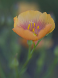 Yellow Flax Along Interstate 35, Near Devine, Texas, USA Photographie par Darrell Gulin
