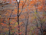 Fall Color in Zion National Park, Utah, USA Photographie par Diane Johnson