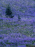 Lupine and Bistort Meadow in Paradise Valley, Mt. Rainier National Park, Washington, USA Photographic Print by Jamie & Judy Wild