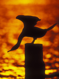 Silhouette of Double Crested Cormorant on Pile at Sunset, Jamaica Bay Wildlife Refuge, New York, US Lámina fotográfica por Arthur Morris Silhouette of Double Crested Cormorant on Pile at Sunset, Jamaica Bay Wildlife Refuge, New York, US Lámina fotográfica por Arthur Morris