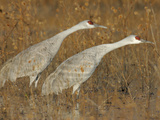 Sandhill Cranes in Marsh Prepare for Takeoff, Bosque Del Apache National Wildlife Reserve Photographic Print by Arthur Morris