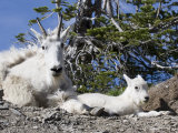 Mother and Baby Mountain Goats in Glacier National Park, Montana, USA Reprodukcja zdjęcia autor Diane Johnson