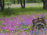 Wooden Cart in Field of Phlox, Blue Bonnets, and Oak Trees, Near Devine, Texas, USA Photographie par Darrell Gulin