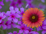 Phlox and Indian Blanket, Near Devine, Texas, USA Photographie par Darrell Gulin