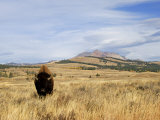 Yellowstone National Park, Wyoming, USA Fotografie-Druck von Rolf Nussbaumer