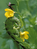 Lightning Bug Taking Flight Atop Buttercup with Ferns, Pennsylvania, USA Fotografie-Druck von Nancy Rotenberg