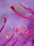 Catawba Rhododendron with Rain Drops, North Carolina, USA Photographic Print by Nancy Rotenberg