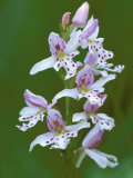Close-up of Small Round-Leafed Orchis Orchids in Springtime, Upper Peninsula, Michigan, USA Photographic Print by Mark Carlson