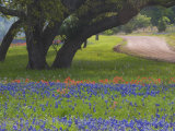 Oak Trees, Blue Bonnets, and Indian Paint Brush, Near Gay Hill, Texas, USA Photographic Print by Darrell Gulin