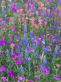 Phlox, Blue Bonnets and Indian Paintbrush Near Brenham, Texas, USA Fotografie-Druck von Darrell Gulin