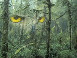 Montage, Owl, Forest, Oregon, USA Photographic Print by Nancy Rotenberg