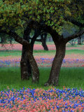 Texas Wildflowers and Dancing Trees, Hill Country, Texas, USA Fotografie-Druck von Nancy Rotenberg