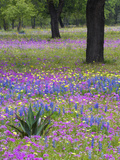 Agave in Field of Texas Blue Bonnets, Phlox and Oak Trees, Devine, Texas, USA Photographic Print by Darrell Gulin