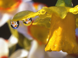 Close-up of Dewdrops Clinging to Petal of Daffodil Flower in Springtime, Multnomah County, Oregon Photographic Print by Steve Terrill