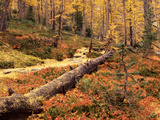 Huckleberry Leaves and Larch Trees, Enchantment Lakes, Alpine Lakes Wilderness, Washington, USA Photographic Print by Jamie & Judy Wild