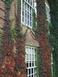 Hanover Ivy on Dartmouth College Building, New Hampshire, USA Photographic Print by John & Lisa Merrill