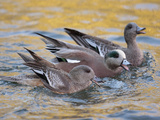 American Wigeons Courting, Bosque Del Apache National Wildlife Reserve, New Mexico, USA Photographic Print by Arthur Morris