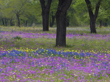Field of Texas Blue Bonnets, Phlox and Oak Trees, Devine, Texas, USA Photographie par Darrell Gulin