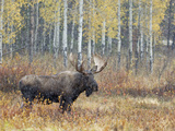 Bull Moose in Snowstorm with Aspen Trees in Background, Grand Teton National Park, Wyoming, USA Photographie par Rolf Nussbaumer