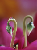 Cyclamen with Water Drop, Pennsylvania, USA Lámina fotográfica por Nancy Rotenberg Cyclamen with Water Drop, Pennsylvania, USA Lámina fotográfica por Nancy Rotenberg