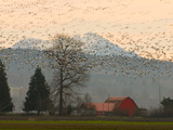 Flock of Snow Geese Take Flight, Mt. Baker and Cascades at Dawn, Fir Island, Washington, USA Photographie par Trish Drury