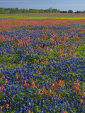 Field of Texas Blue Bonnets and Indian Paintbrush, Texas Hill Country, Texas, USA Photographie par Darrell Gulin