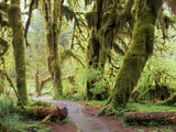 Hall of Mosses and Trail, Big Leaf Maple Trees and Oregon Selaginella Moss, Hoh Rain Forest Photographie par Jamie & Judy Wild