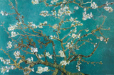 Flor de almendro (Almond Blossom) Póster por Vincent van Gogh Flor de almendro (Almond Blossom) Póster por Vincent van Gogh