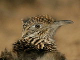 Head Portrait of Great Roadrunner, Bosque Del Apache National Wildlife Reserve, New Mexico, USA Photographie par Arthur Morris