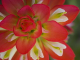 Indian Paint Brush Near Gay Hill, Texas, USA Photographic Print by Darrell Gulin