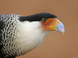 Portrait of Crested Caracara Against Red Dirt, Cozad Ranch, Linn, Texas, USA Photographie par Arthur Morris