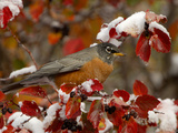 Male American Robin in Black Hawthorn, Grand Teton National Park, Wyoming, USA Photographie par Rolf Nussbaumer